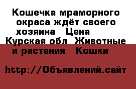Кошечка мраморного окраса ждёт своего хозяина › Цена ­ 10 - Курская обл. Животные и растения » Кошки   